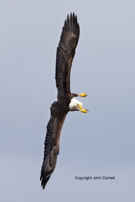 Bald-Eagle;Eagle;Flying-Bird;Haliaeetus-leucocephalus;Photography;action;active;